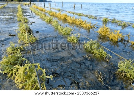 Close up of strings of edible seaweed at low tide growing at local seaweed farm on Atauro Island in Timor-Leste, Southeast Asia