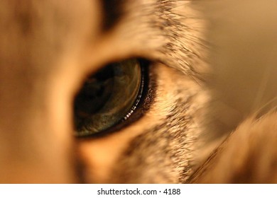 close up of striped cat