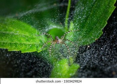 Close Up The Striped Spider In The Spiderweb With Droplet On The Green Leaves In The The Rainforest Habitat. Spider Is The Predator Animal That Live In The Forest.