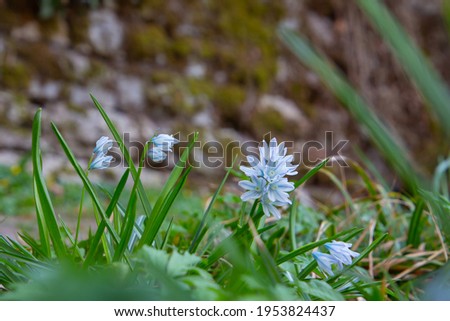 Close up of a Striped Squill in the grass with selective focus, also called Puschkinia scilloides or puschkinie
