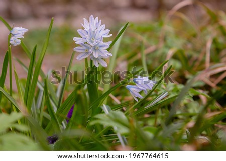 Close up of a Striped Squill in the grass with selective focus, also called Puschkinia scilloides or puschkinie