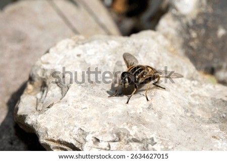 Close up of a stripy hoverfly fly insect on a stone by a pond