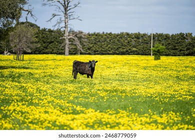 Close up of Stud Beef bulls, cows and calves grazing on grass in a field, in Australia. breeds of cattle include speckle park, murray grey, angus, brangus and wagyu on pasture in spring and summer.