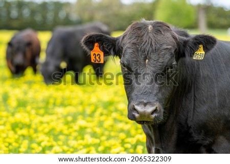 Close up of Stud Beef bulls, cows and calves grazing on grass in a field, in Australia. breeds of cattle include speckle park, murray grey, angus, brangus and wagyu on long pasture in spring and summe