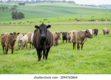 Close up of Stud speckle park Beef bulls, cows and calves grazing on grass in a field, in Australia. breeds of cattle include speckle park, murray grey, angus, brangus and wagyu on long pasture 