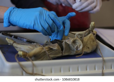 129 Classroom Dissection Images, Stock Photos & Vectors | Shutterstock