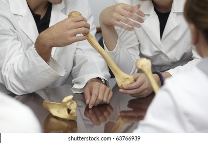 Close Up Students Holding A Bone At Biology Class