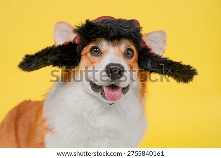 Close up studio portrait of a smiling corgi dog wearing a black furry earflap hat with red plaid accents, tongue out and bright eyes, on a yellow background