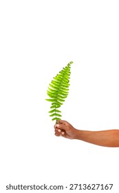 A close up studio shot features a hand holding a single, bright green fern leaf against a stark