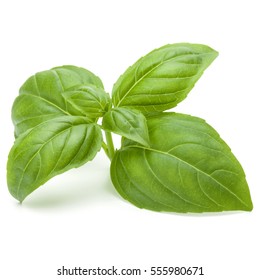 Close up studio shot of fresh green basil herb leaves isolated on white background. Sweet Genovese basil - Shutterstock ID 555980671