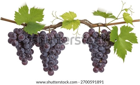 A close up studio shot of three vibrant bunches of ripe purple grapes hanging from a natural vine with several green leaves. Isolated on a clean white background, capturing their freshness and