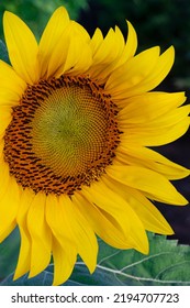 A Close Up Study Of A Giant Sunflower, DesPlaines River State Fish And Wildlife Area, Will County, Illinois