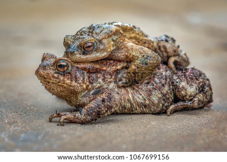 A close up study of a toad with her young sibling on her back