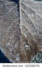 Close up study of tree leaf with frost highlighting veining on leaf using selective focusing.