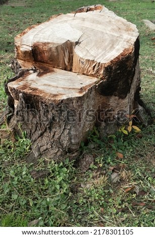 Similar – city tree Tree trunk