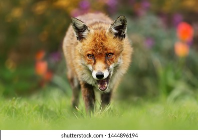 Close Up Of A Stunned Red Fox In Spring, UK.