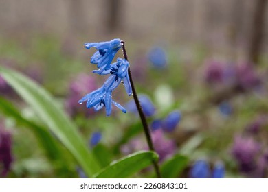 close up of stunning beautiful bluebells with bright blue flowers in raindrops on the blurred background of a spring misty forest and violet flowers