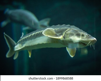 Close up of a sturgeon in aquarium
