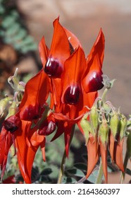 Close Up of a Sturt Desert Pea with Bright Eyes and Shiny Nose