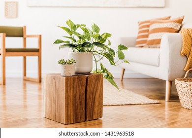 Close up of stylish brown wooden square with beautiful plants in white pots at modern interior of living room with design furnitures and accessories. Bright and sunny home space. Home decor. Template - Powered by Shutterstock