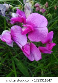 Close Up Sublim Purple Sweat Pea Flower