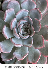 Close up of a succulent 