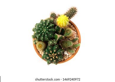 Close up of succulent and cactus in a mini terarium pot isolated on white background.Small plant garden.Top or above view. - Powered by Shutterstock