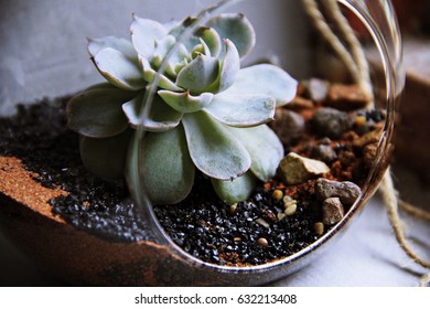 Close up of a succulent in a glass terrarium - Powered by Shutterstock