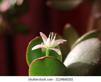 close up of succulent (jade plant, money plant) flower
