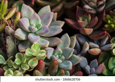 Close up of succulent plants, background or texture.