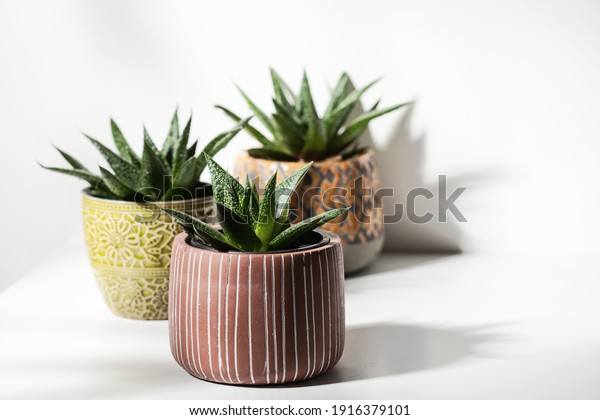 Close up of succulent plants in colorful pots\
on white background