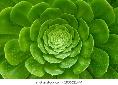 Close up succulents plants Aeonium Arboreum with water drops - Powered by Shutterstock