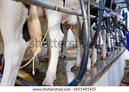 Similar – a milk cow in the pasture looks into the camera and eats a flower. organic pasture. in the background another cow. shallow depth of field. nice weather