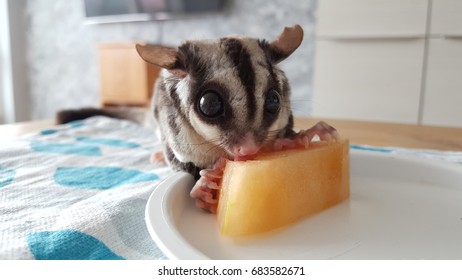 Close up of Sugar Glider eating fruit on white plate.
