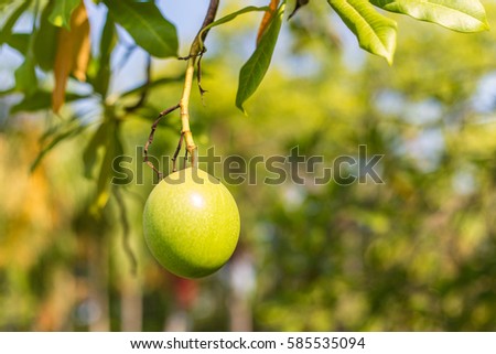 close up suicide tree