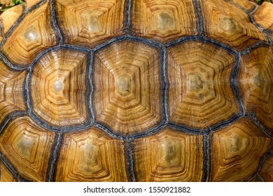 Turtle Skin Images, Stock Photos & Vectors | Shutterstock