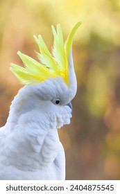 Close up of a Sulphur Crested Cockatoo in the Australian bush