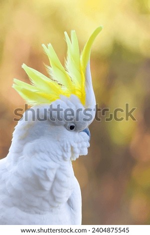 Close up of a Sulphur Crested Cockatoo in the Australian bush