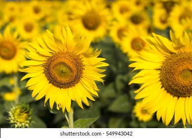 Close Up Of Sun Flower With Sun Flower Field In Background