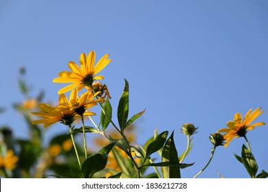 Close Up Of Sunchoke Flower.