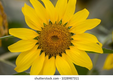 Close up sunflower 