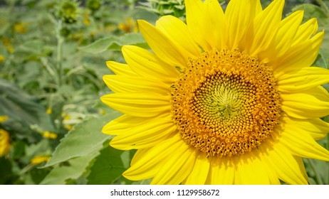 close up sunflower 
