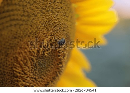 Close up of sunflower and a bee.