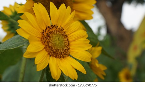 a close up of a sunflower in bloom with a charming yellow color