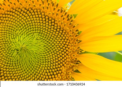 Close Up Of Sunflower. Detailed Sunflower Part With Its Seeds And Fibonacci Sequence.