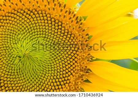 Close up of sunflower. Detailed sunflower part with its seeds and fibonacci sequence.