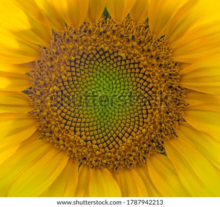Similar – Image, Stock Photo Part of a sunflower blossom against the light