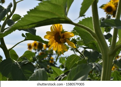 Up Close Sunflower At The Sunflower Farm In Yakima, Wa