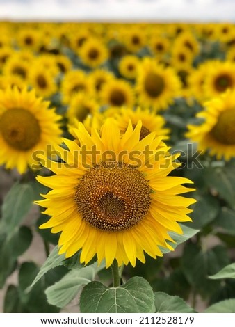 Close up of sunflower flower on field background. Oil production.