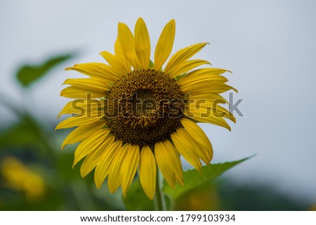 Close up of a sunflower at McKee-Beshers, Maryland 